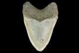 Fossil Megalodon Tooth - North Carolina #124922-2